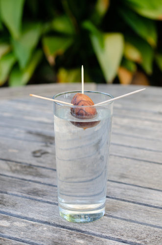 Avocado stone on water for rooting