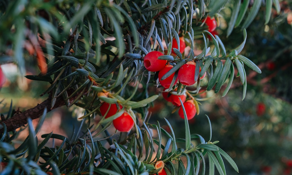 Yew berries on the bush