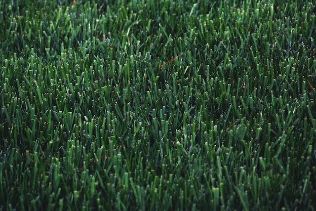 Beautiful, well-cut grass