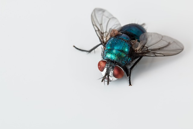 Close up of a shiny bluebottle