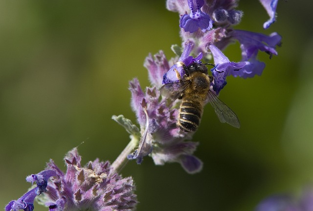 A bee feeding on nectar from a catnip flower