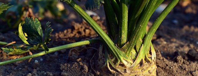 Celery growing in the ground