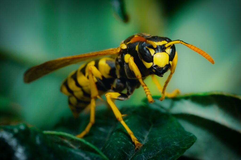 Close up of a wasp