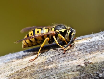 Close up of a wasp