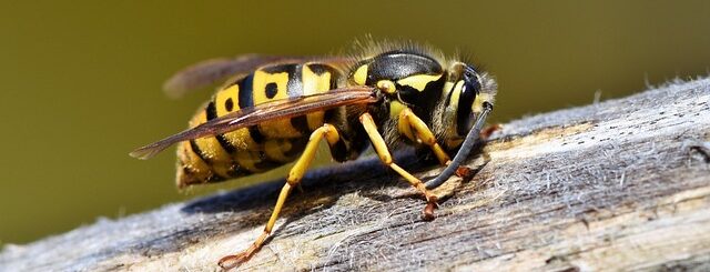 Close up of a wasp