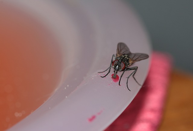 Close up of a housefly eating strawberry juice