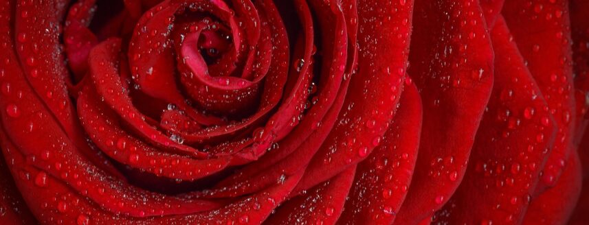 Close up of a deep red rose