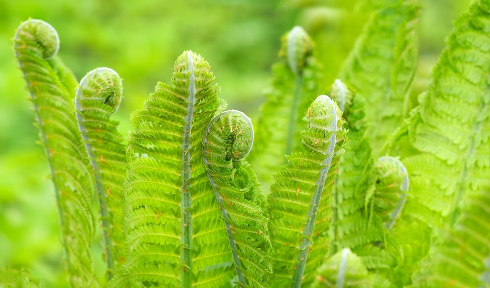 Fern leaves, curled at the ends