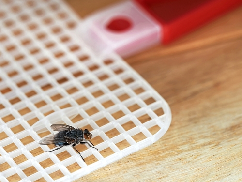 A fly sitting on a swatter