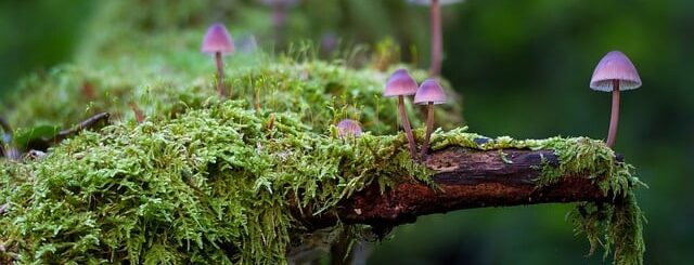 Green mould and moss growing on a tree