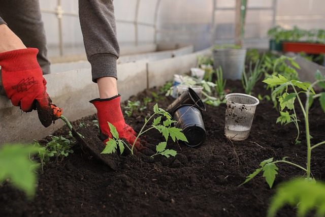 Greenhouse gardening, preparing for holiday