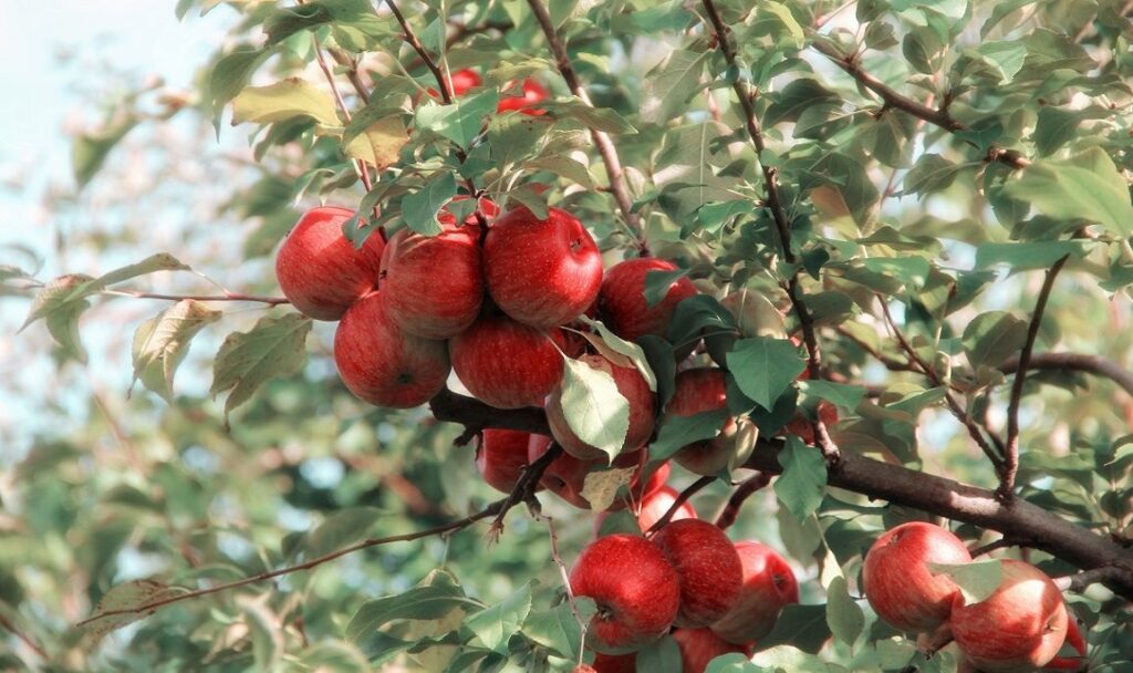 Red apples growing on the trees
