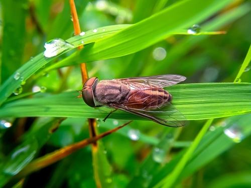 A horsefly sitting on a reed