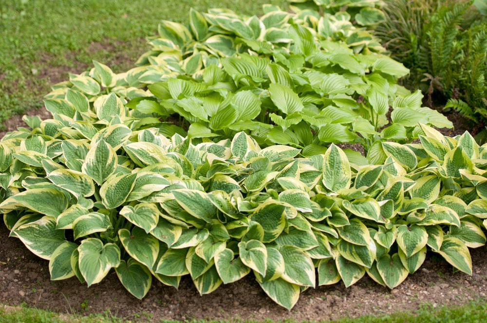 Variated hosta plant
