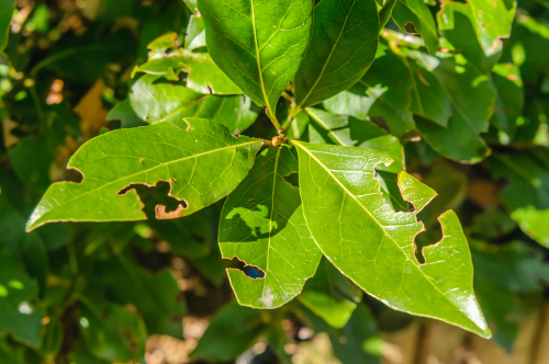 Leaves nibbled and damaged from vine weevils.