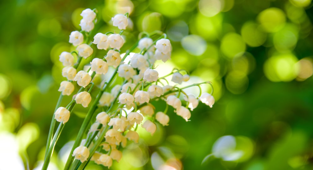 Small, delicate Lily of the Valley flowers