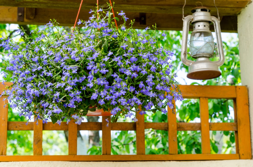 A hanging basket full of lobelia flowers