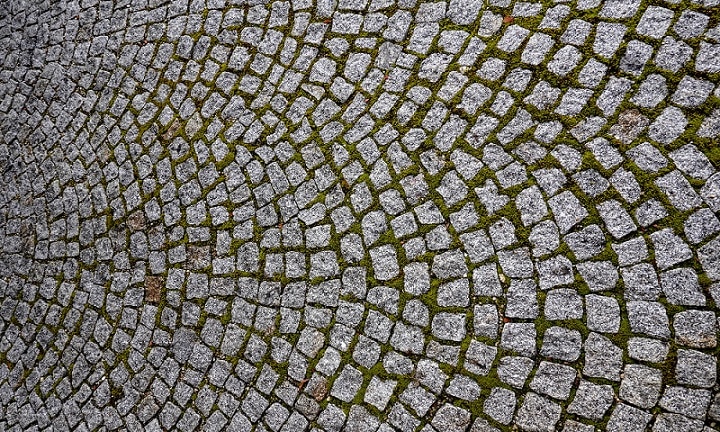 Moss growing between small paving stones. 