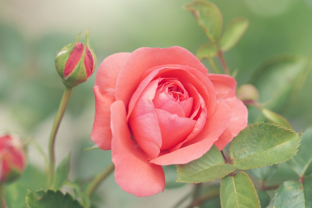 A pink rose on the bush