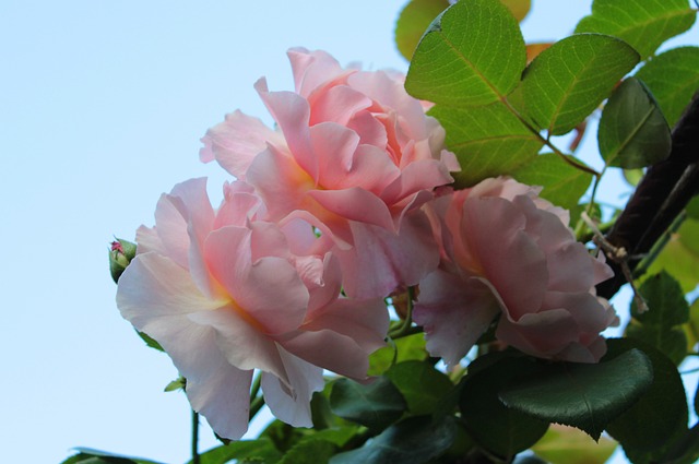 Rambler roses on the bush