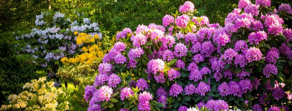 Shade-loving rhodendron