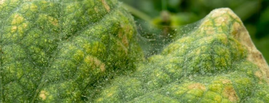 Spider mite damage on a cucumber leaf