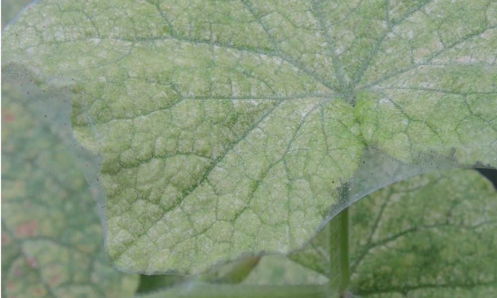 Delicate webs of spider mites on a cucumber leaf