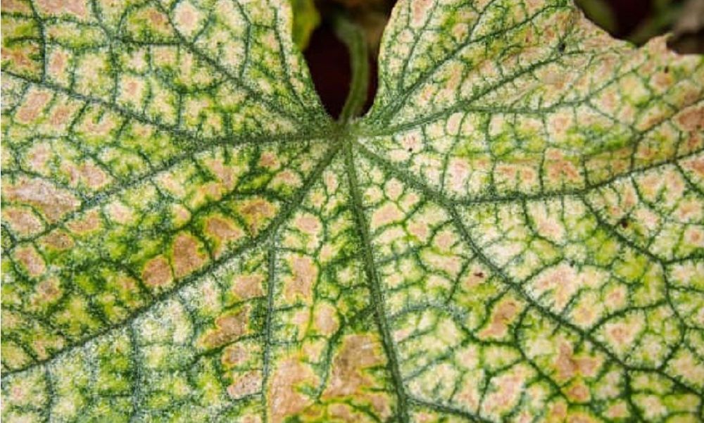 Spider mite damaged leaf