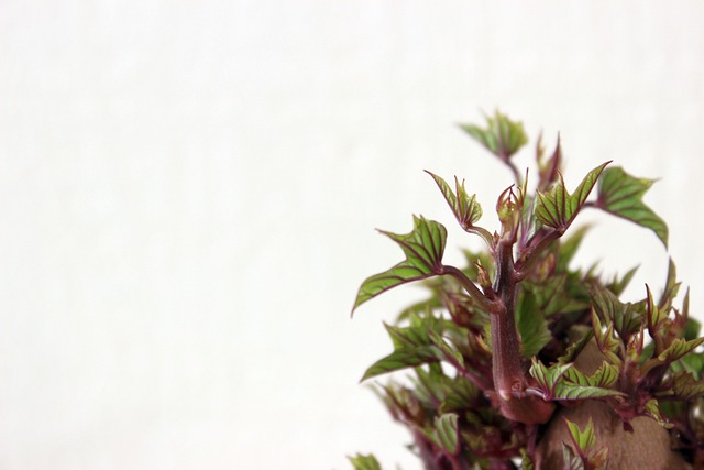 Potato sprouting green growth