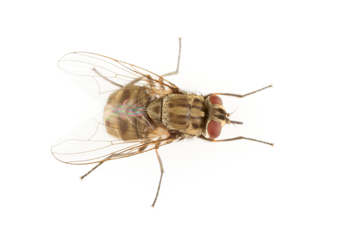 Close up of a stable fly