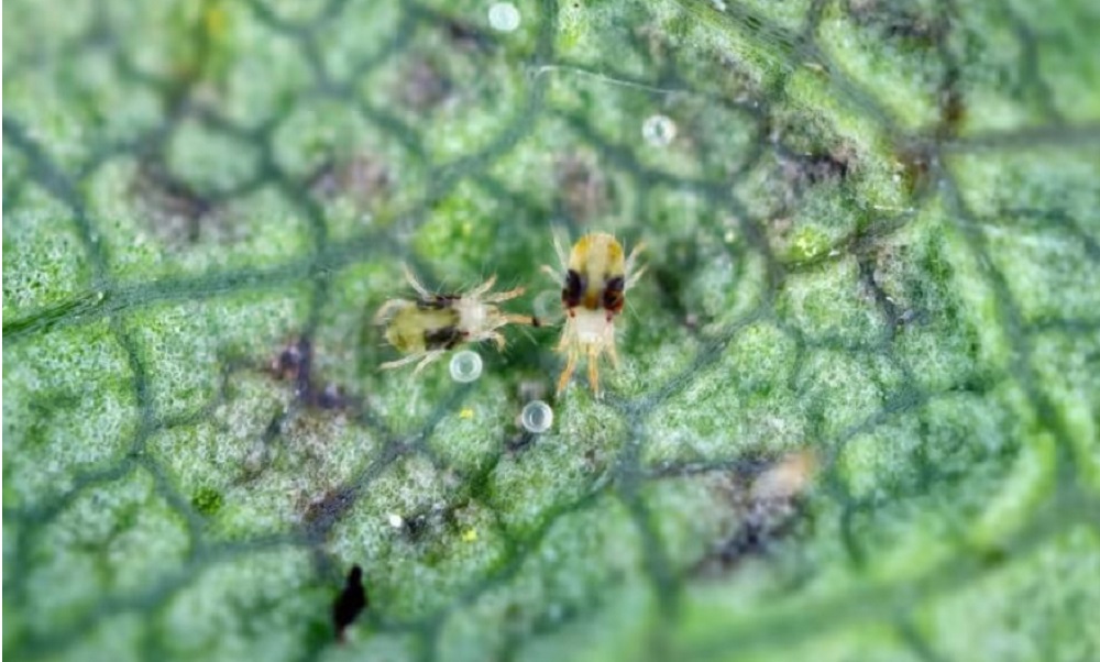 Extreme close-up of two spider mites on a leaf