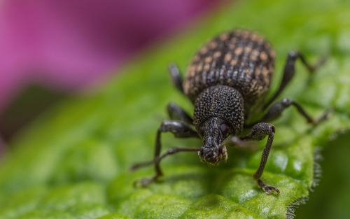 Close up of a vine weevil