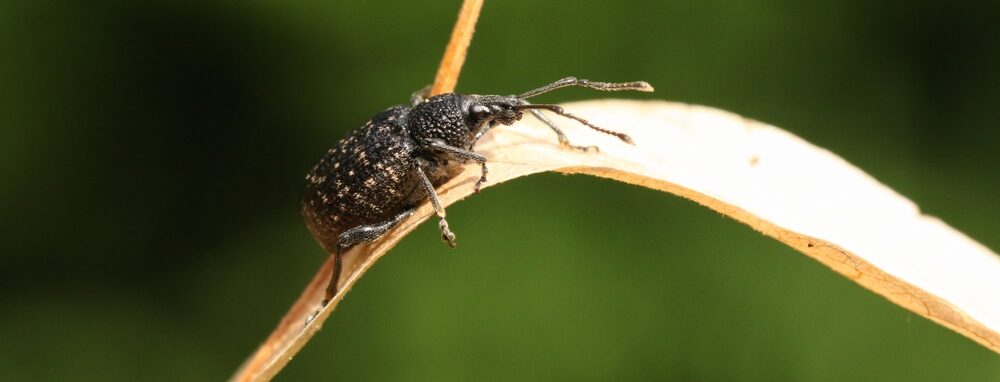 Vine weevil on leaf