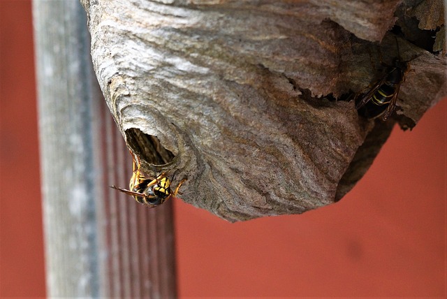 Wasps around a wasp nest