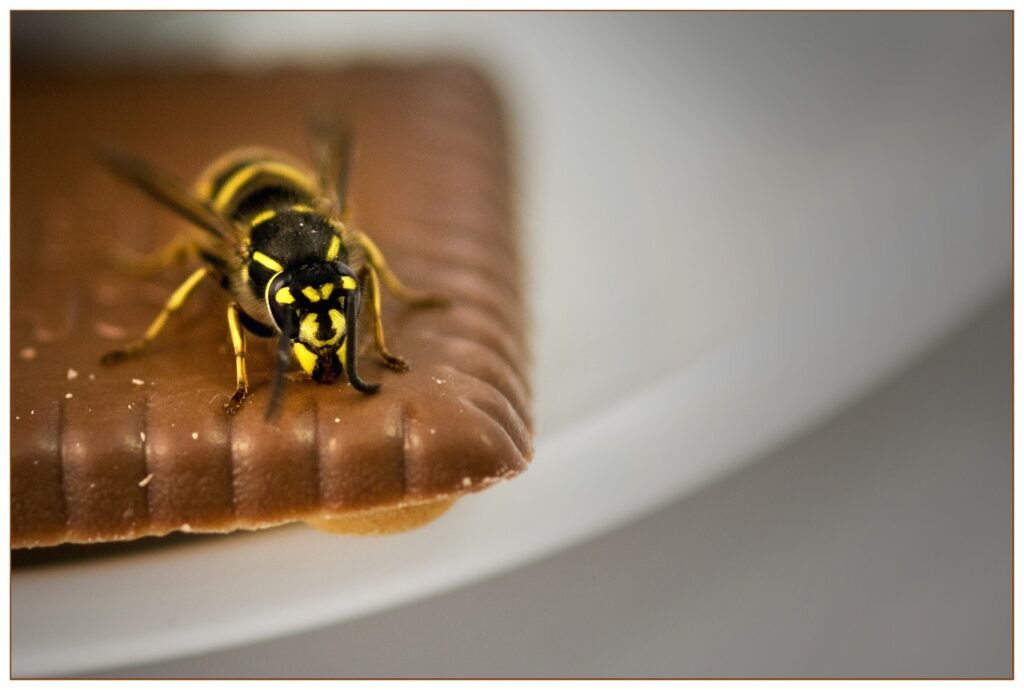 Wasp on a chocolate biscuit