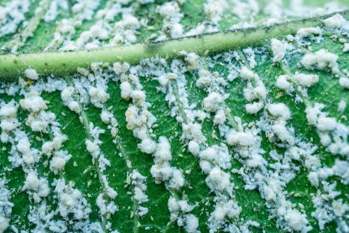 White residue on the underside of a leaf after whitefly infestation