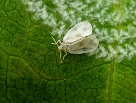White fly on a leaf
