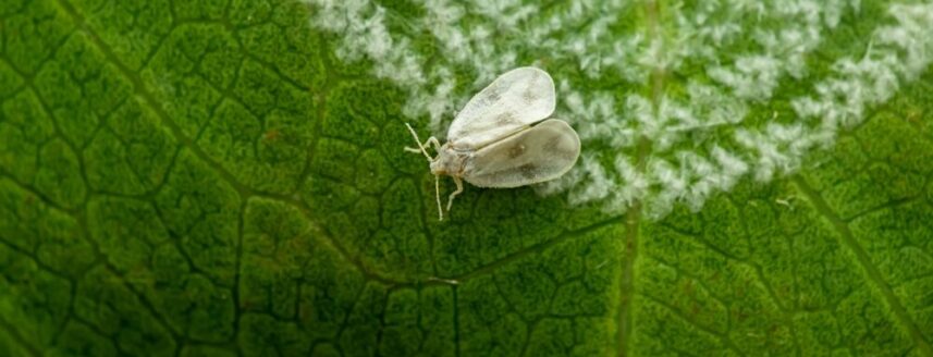 White fly on a leaf