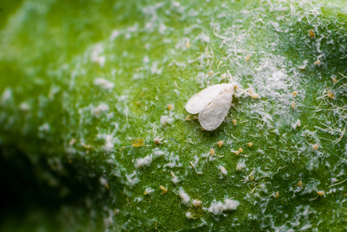 Whitefly and mould on a leaf