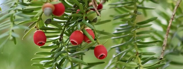 Close up of a yew tree