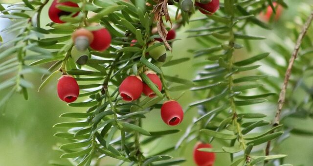 Close up of a yew tree