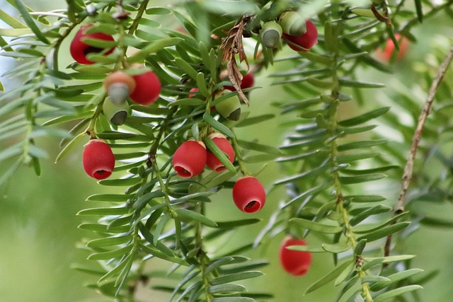 Close up of yew tree berries 
