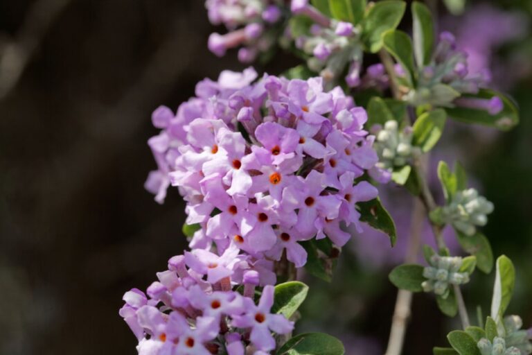 A beautiful butterfly lilac