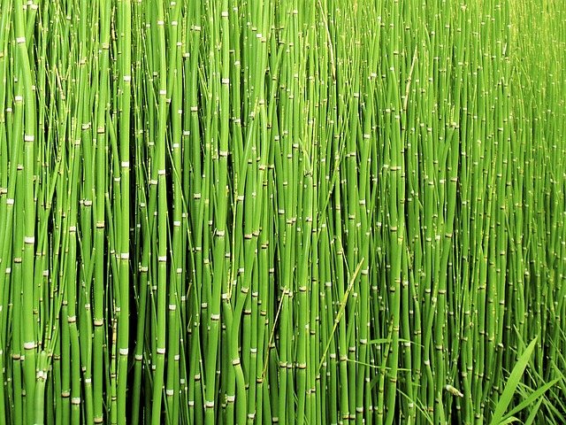 Crowded horsetail stems