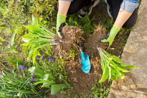 A person dividing an established plant