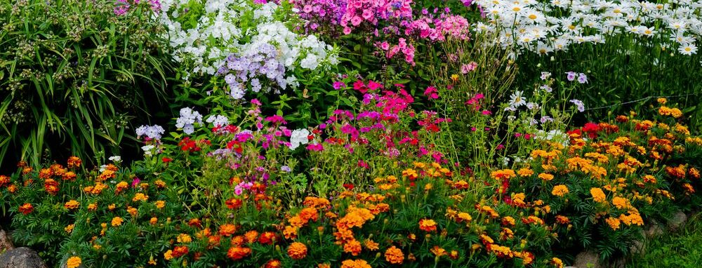 A flowerbed of established perennial flowering plants