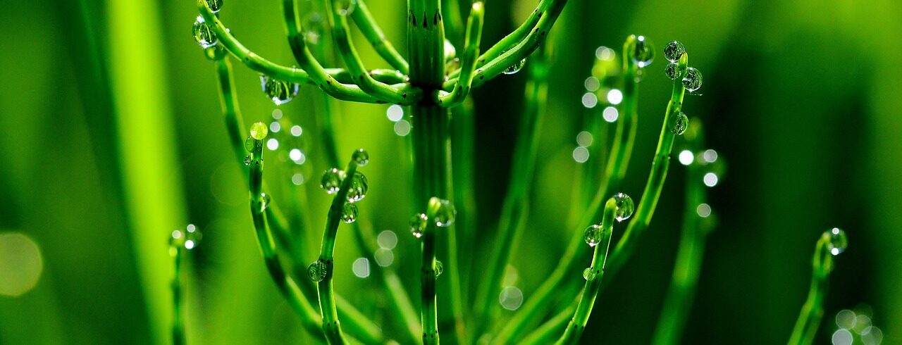 Horsetail close-up