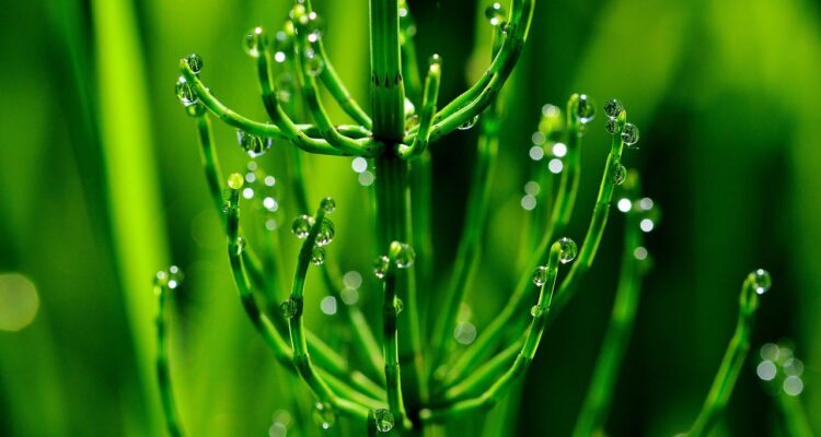 Horsetail close-up