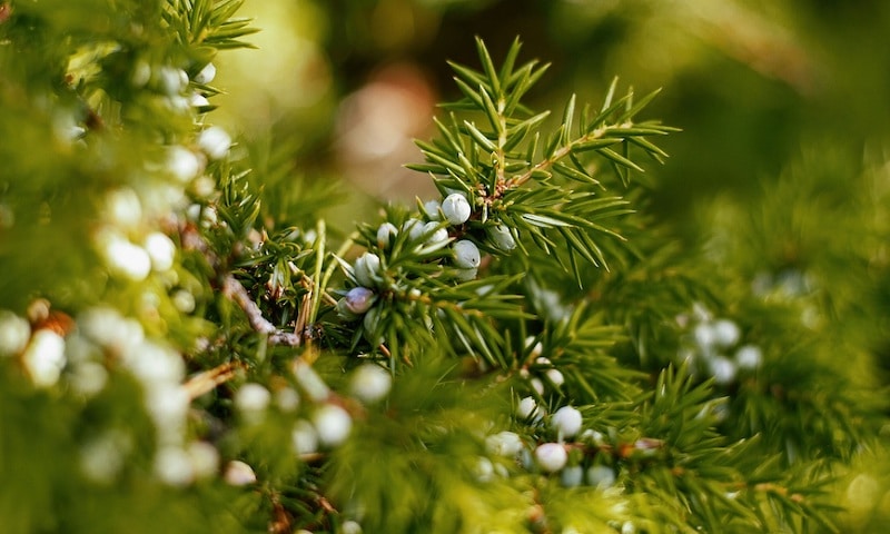 Close up of juniper bush