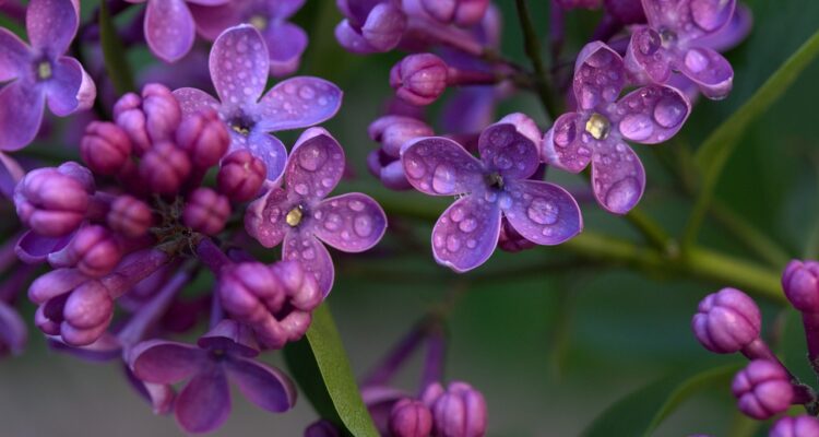 Lilac close up
